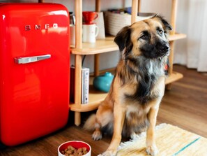 Pet-friendly - Virgin Hotels Dallas (Dallas)