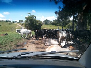 A herd of cattle on a dirt road with a car in the foreground. - Hotel Fazenda Estancia Torre De Pedra (Porangaba)