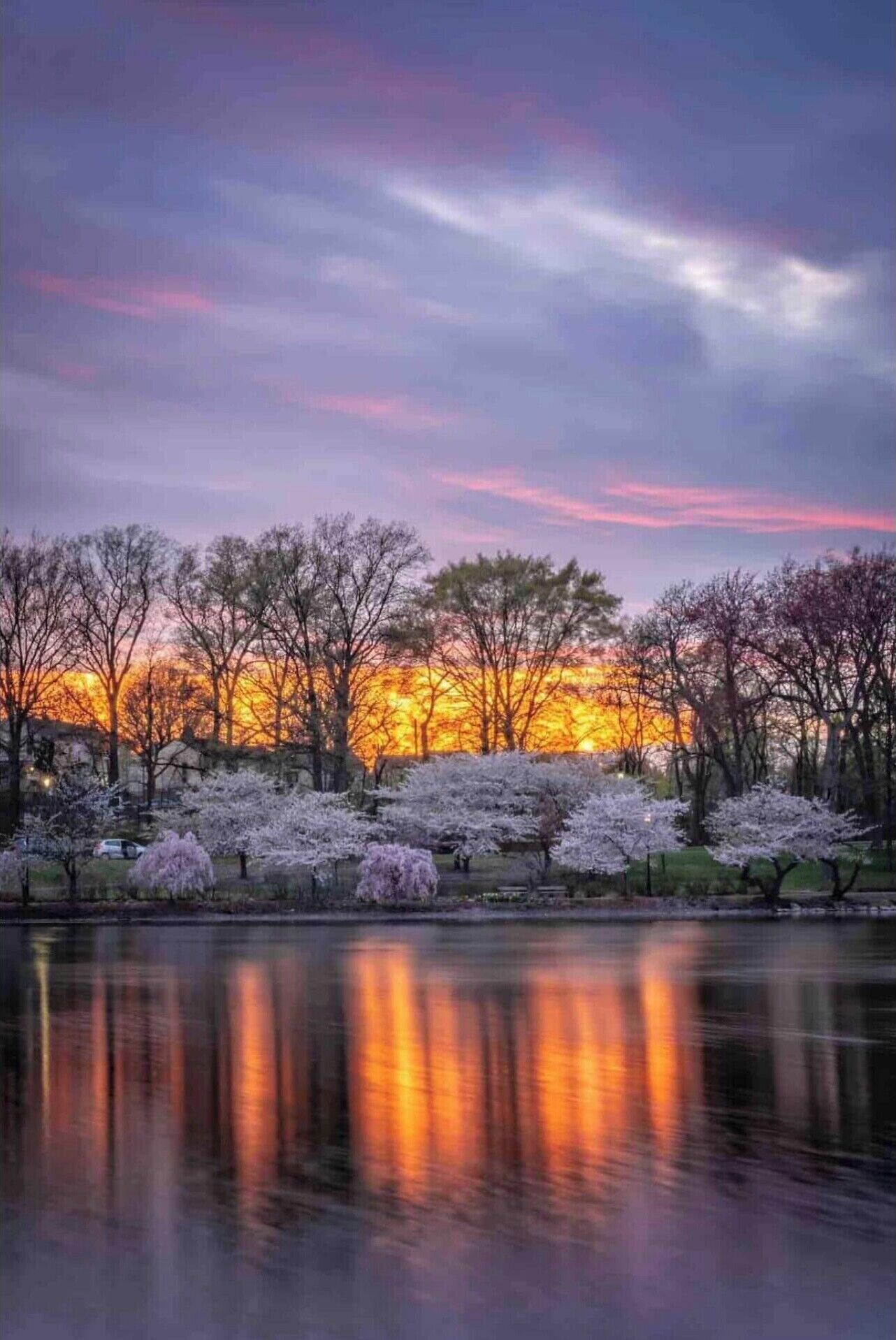 A serene landscape with cherry blossoms reflecting on a calm body of water, trees lining the water's edge, and a sunset in the background.