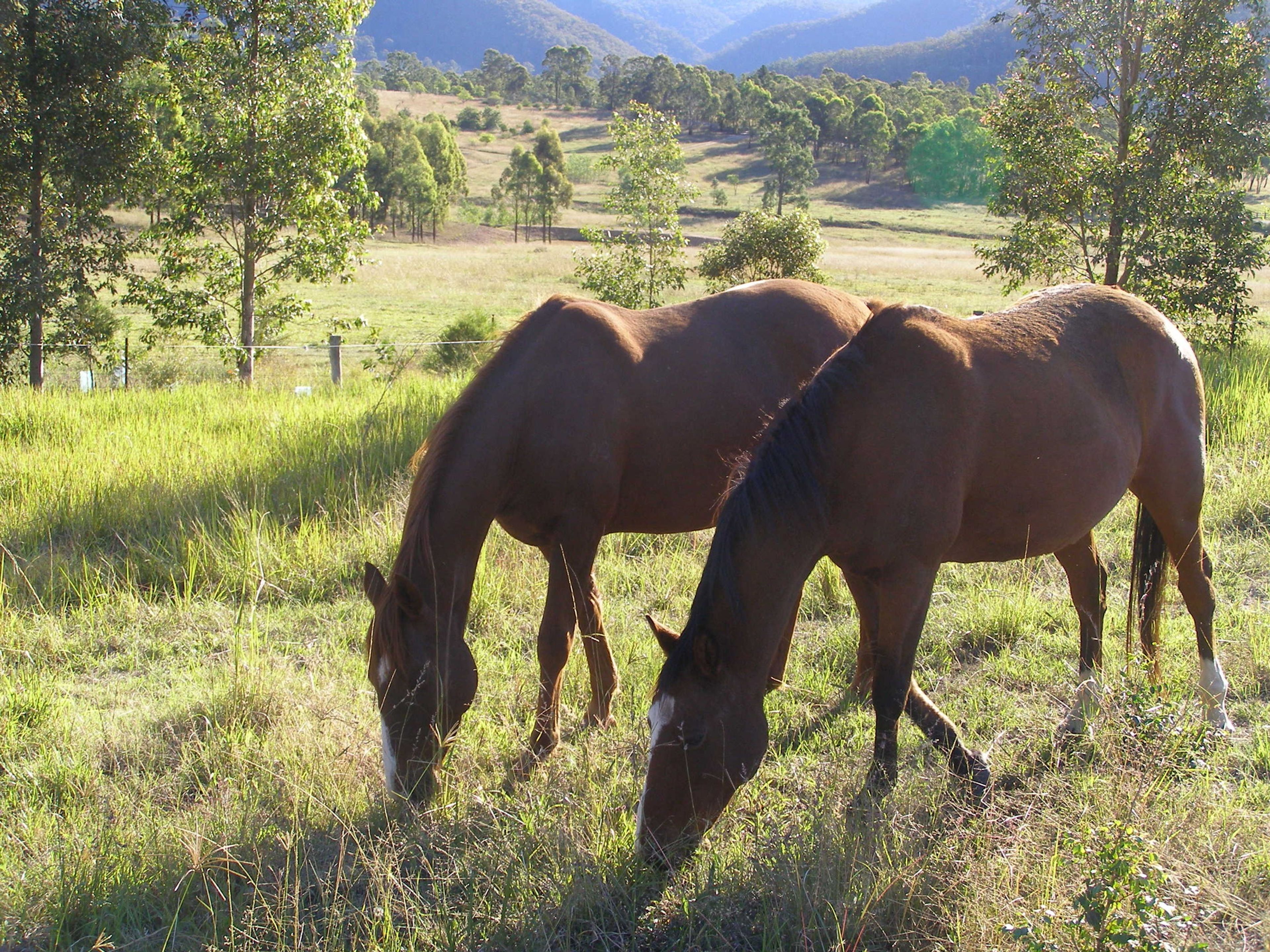 Two horses grazing in a grassy field with trees and a fence in the background.