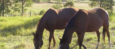 Two horses grazing in a grassy field with trees and a fence in the background.