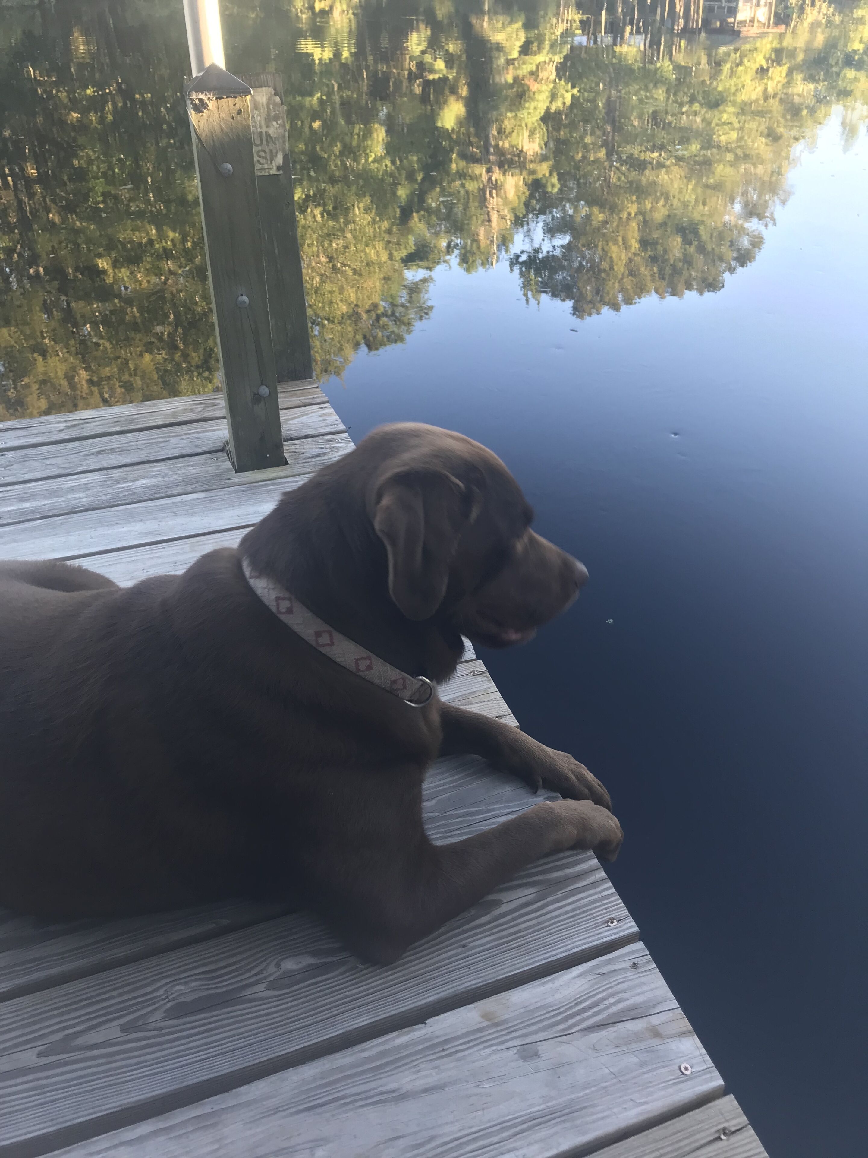 A dog lying on a wooden dock by a calm body of water.