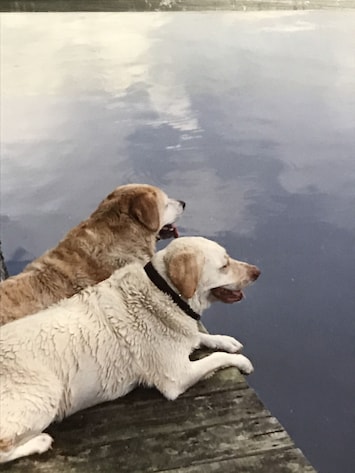 Image of The scenic Withlacoochee River Pet-friendly Bird House