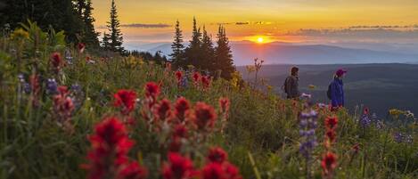 A natural landscape with a sunset, trees, and wildflowers.