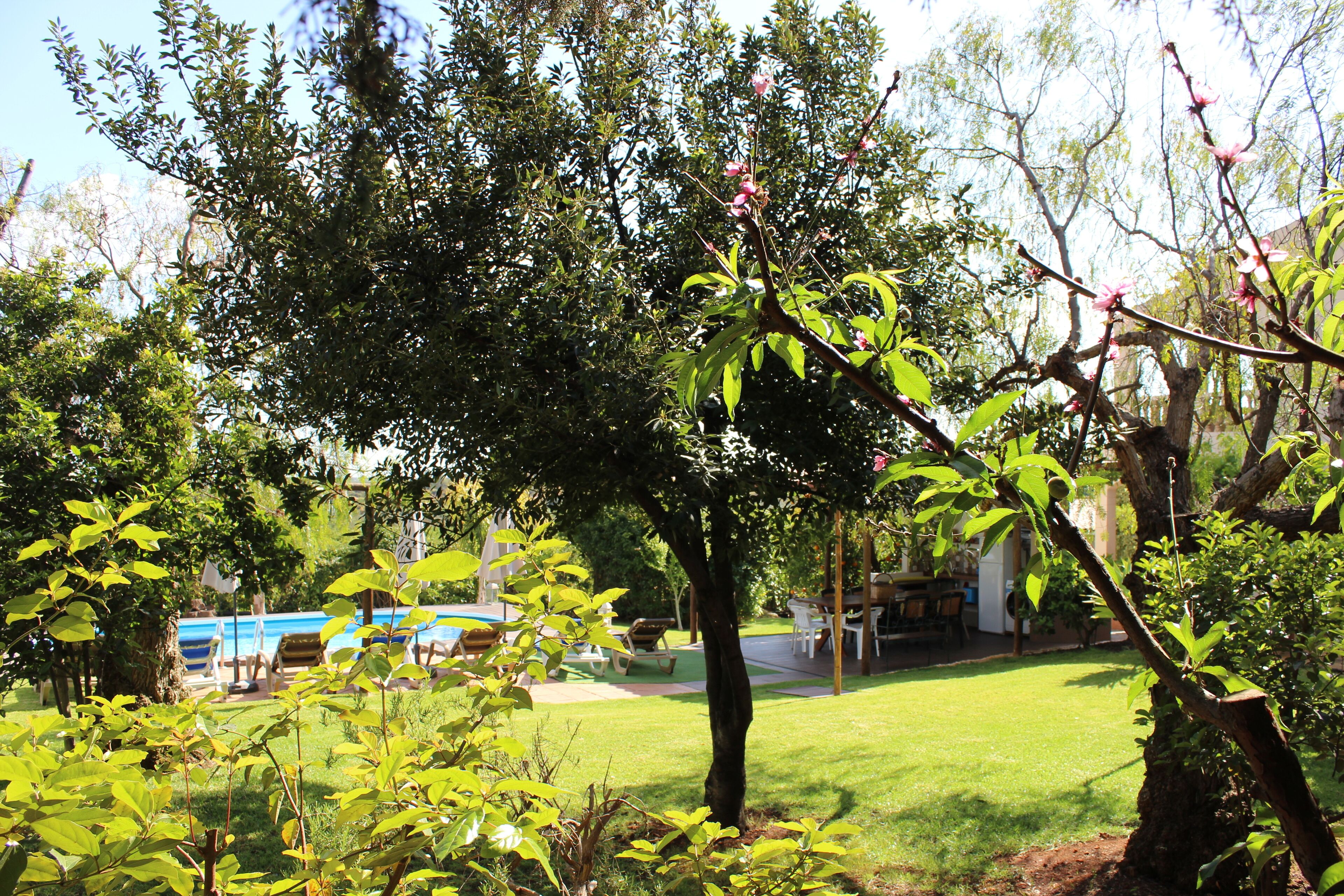 A lush garden with a swimming pool, a dining area, and a large tree with blooming flowers.