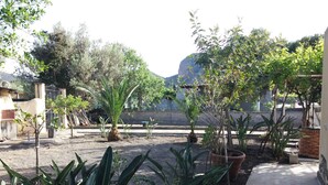Un jardín con plantas en macetas diversas y un camino pavimentado.