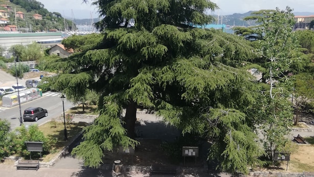 A parking area with a large tree, a white van, and a blue line marking. - Freedom apartment (Portovenere)