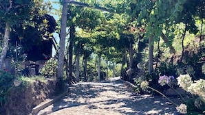 A cobblestone path flanked by lush greenery and flowering plants, leading through a shaded garden area. - Douro and Tâmega - Quinta do Baroco  (Penafiel)