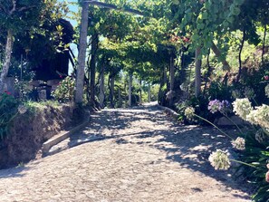 Property grounds - Douro and Tâmega - Quinta do Baroco (Penafiel)