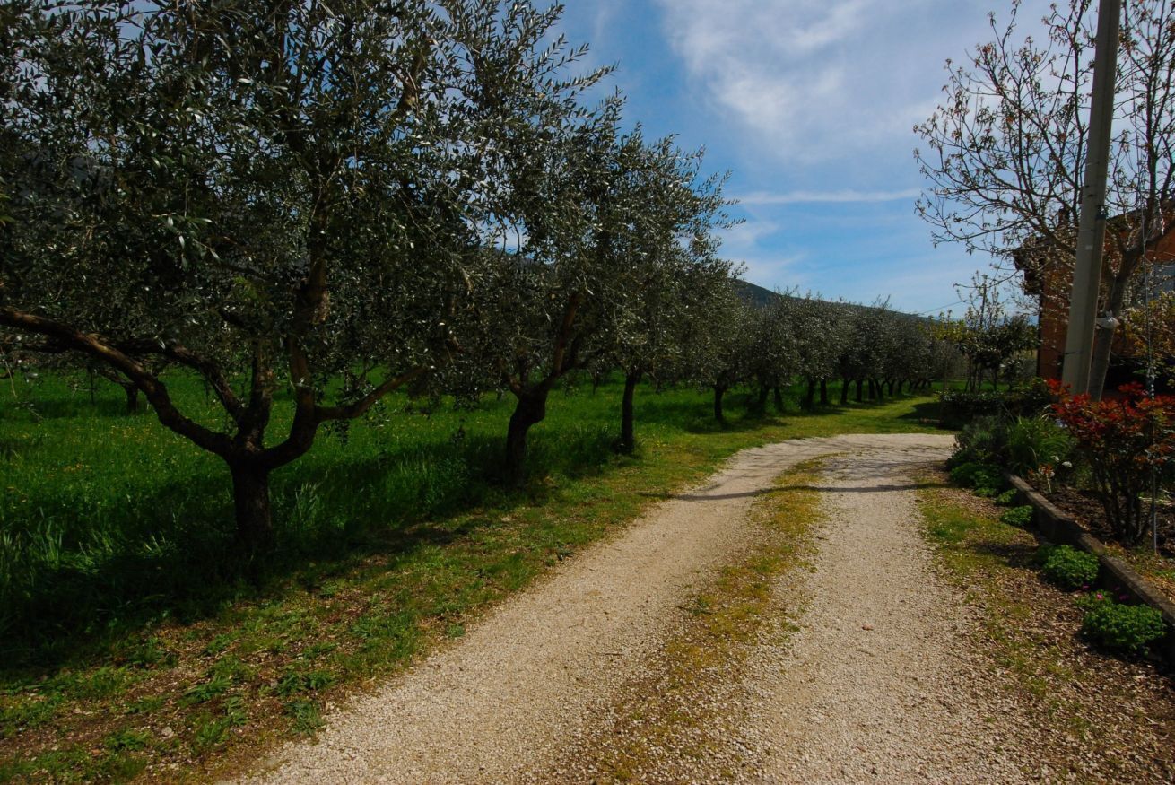 A gravel path flanked by olive trees in a rural setting.