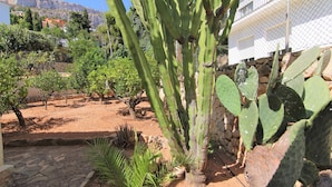 A garden with cacti and other plants, a stone wall, and a building in the background.