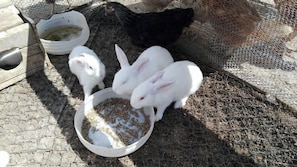 Eine Gruppe weißer Kaninchen frisst aus einer Schüssel auf einem Steinfußboden, im Hintergrund ein Huhn und ein Drahtzauneinhausung.