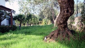 Una zona verda amb un tronc d'arbre gran, un edifici amb teulada vermella i una tanca al fons.