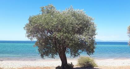 Holiday house Skála Marión for 1 - 4 persons with 2 bedrooms - Holiday home