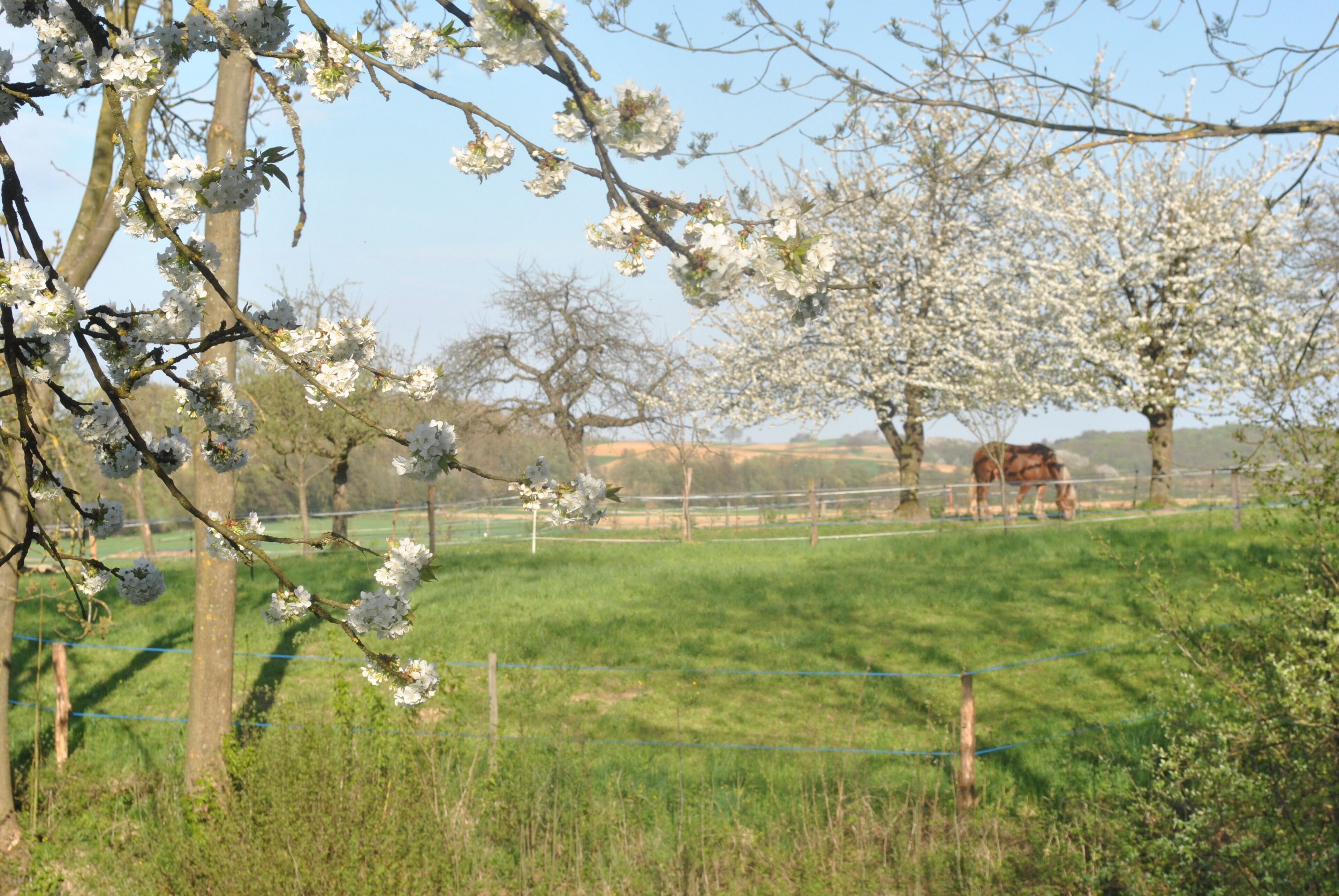 Paisaje rural con un caballo pastando cerca de una valla, rodeado de árboles en flor y un cielo despejado.