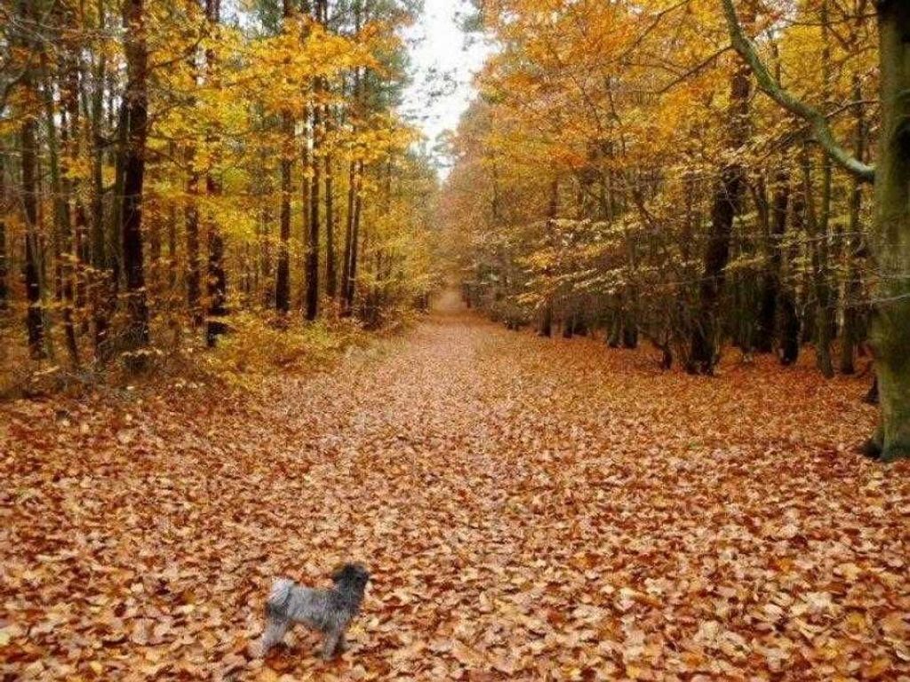 A forest path covered with fallen leaves.