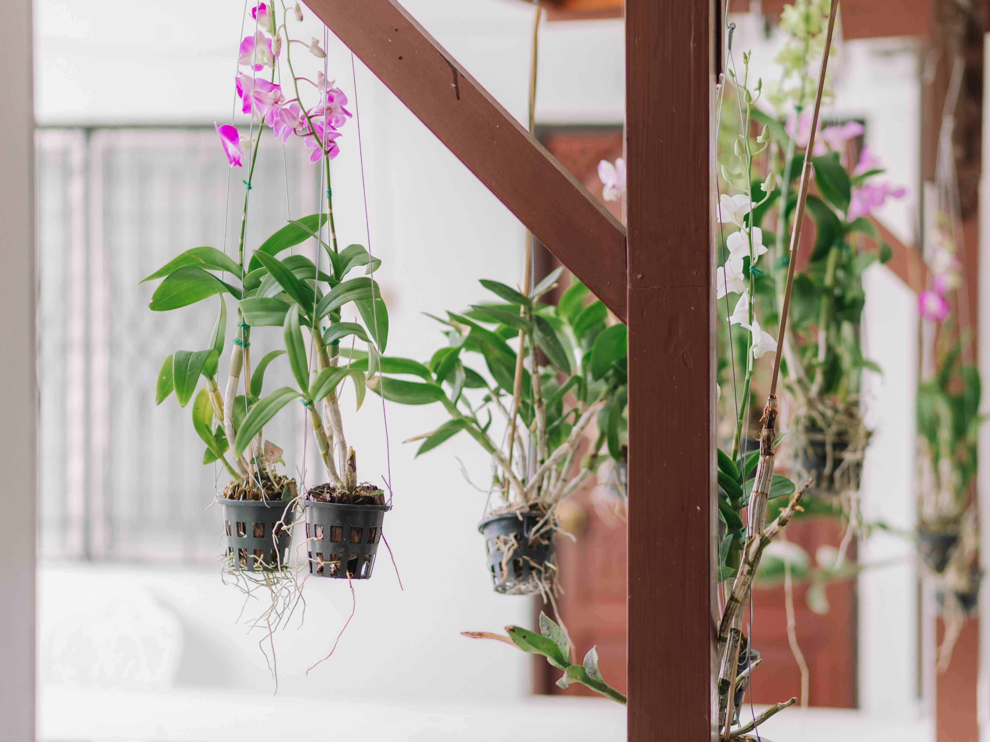 Hanging orchid plants in pots.