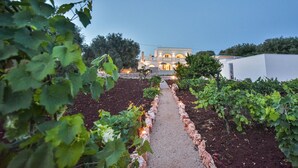 Un sentier traversant un vignoble et menant à un bâtiment doté de fenêtres en arc et d’une façade blanche.