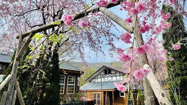 A wooden cabin with a traditional design, surrounded by cherry blossom trees. - Hakuba Canadian Lodge (Hakuba)