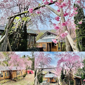 A wooden cabin with a traditional design, surrounded by cherry blossom trees. - Hakuba Canadian Lodge (Hakuba)
