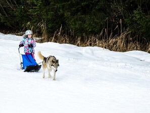 Une personne vêtue pour l’hiver, accompagnée d’un chien, fait de la randonnée en traîneau sur un sentier enneigé.