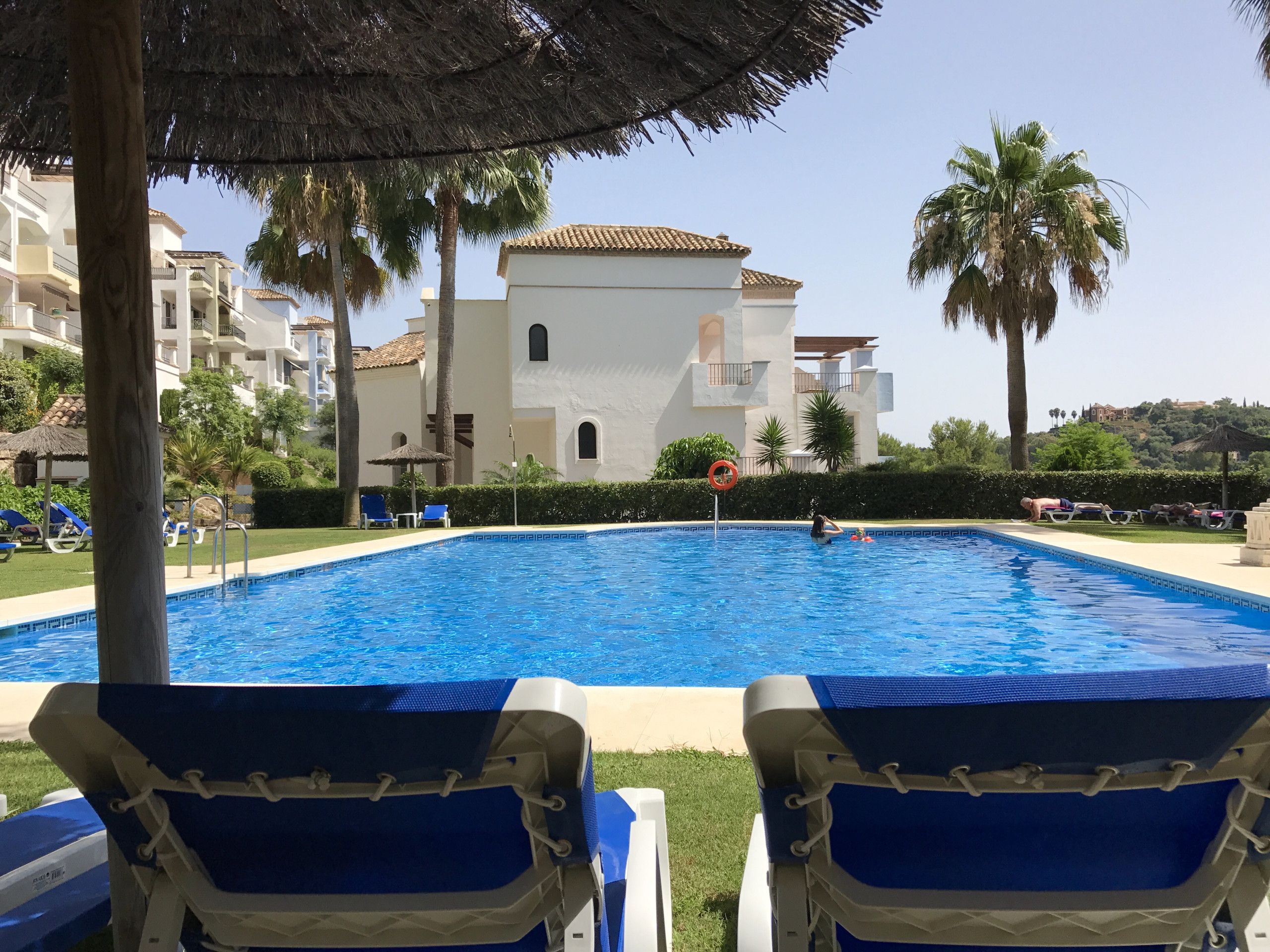 A swimming pool with lounge chairs, a palm tree, and a building in the background.
