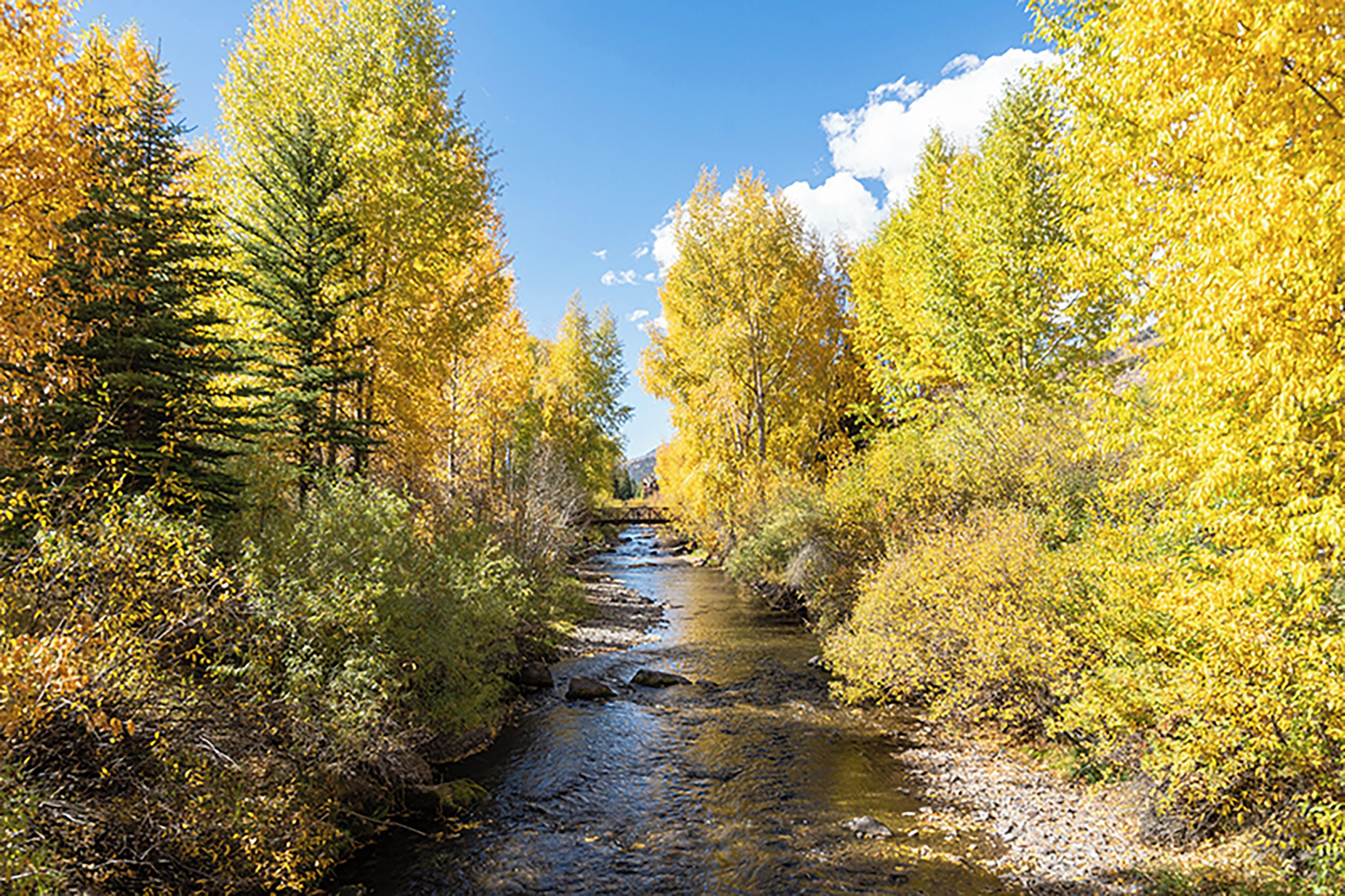 A river flowing through a forest with trees on both sides.