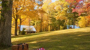 Ein Picknick auf der Wiese zwischen Bäumen mit Herbstlaub, inklusive Korb und Decke.