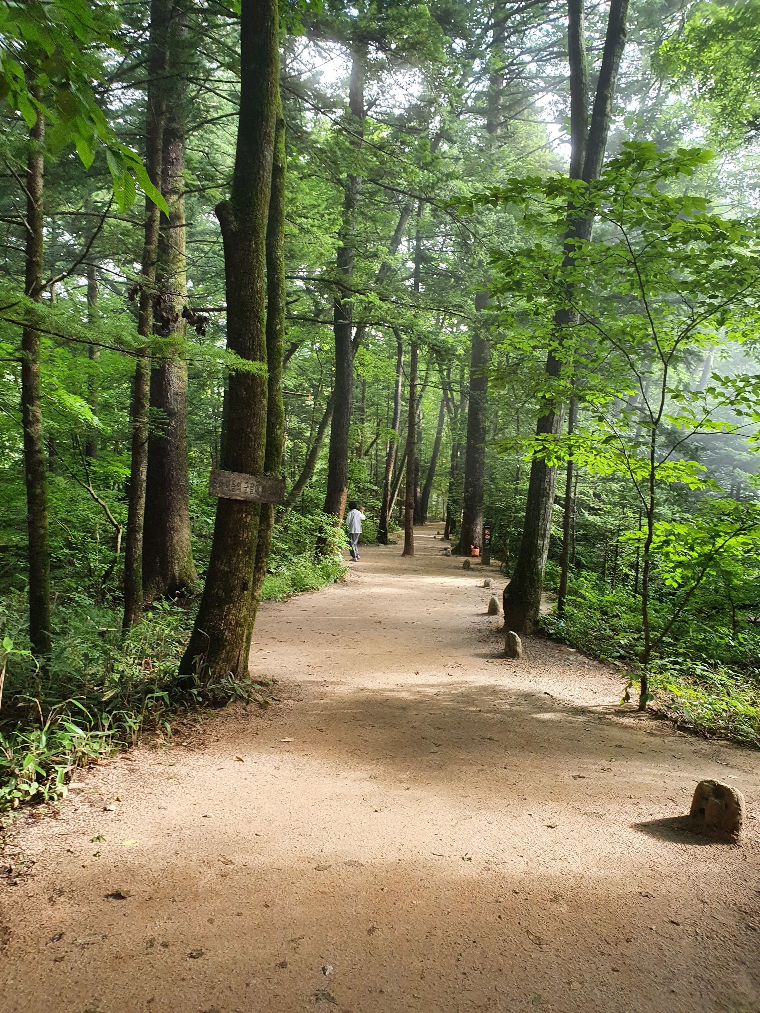 Ein Waldpfad mit hohen Bäumen und einem gut sichtbaren Weg.