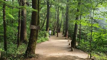 Ein Waldpfad mit hohen Bäumen und einem gut sichtbaren Weg.