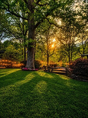 A park with a large tree, a wooden bench, and string lights. - Mountain Glamping w/ Pond & Ocoee Adventure Nearby (Copperhill)