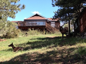 Exterior - Studio cabin in LR Taylor's cabins (Estes Park)