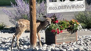 Un cerf se tient à côté d’un panneau indiquant « Cottage Inn ».