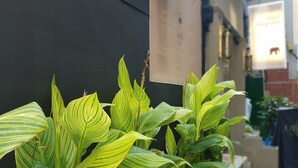 A row of striped green plants against a dark wall. - Hotel Elephant (Busan)