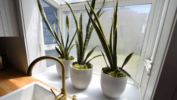 Une cuisine avec un évier blanc, un robinet doré et trois plantes en pot sur le rebord de la fenêtre.