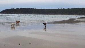 A beach with three dogs on the sand. - Unit 3 Beachside units.  Pambula Beach (Pambula Beach)