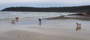 A beach with three dogs on the sand. - Unit 3 Beachside units.  Pambula Beach (Pambula Beach)