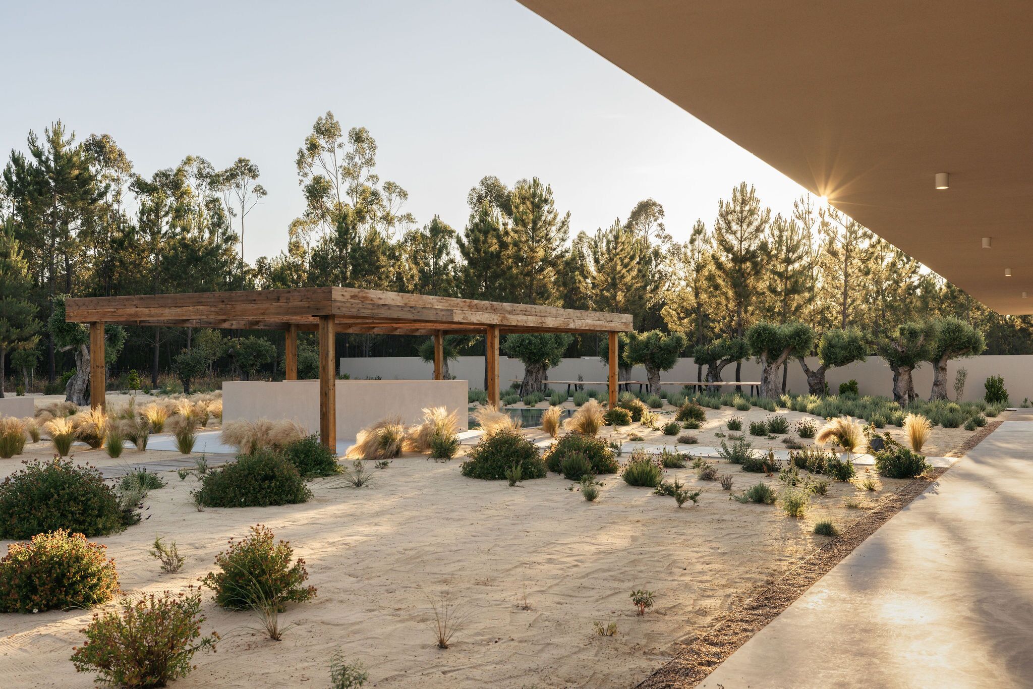 A desert garden with a wooden pergola, various shrubs, and trees in the background.