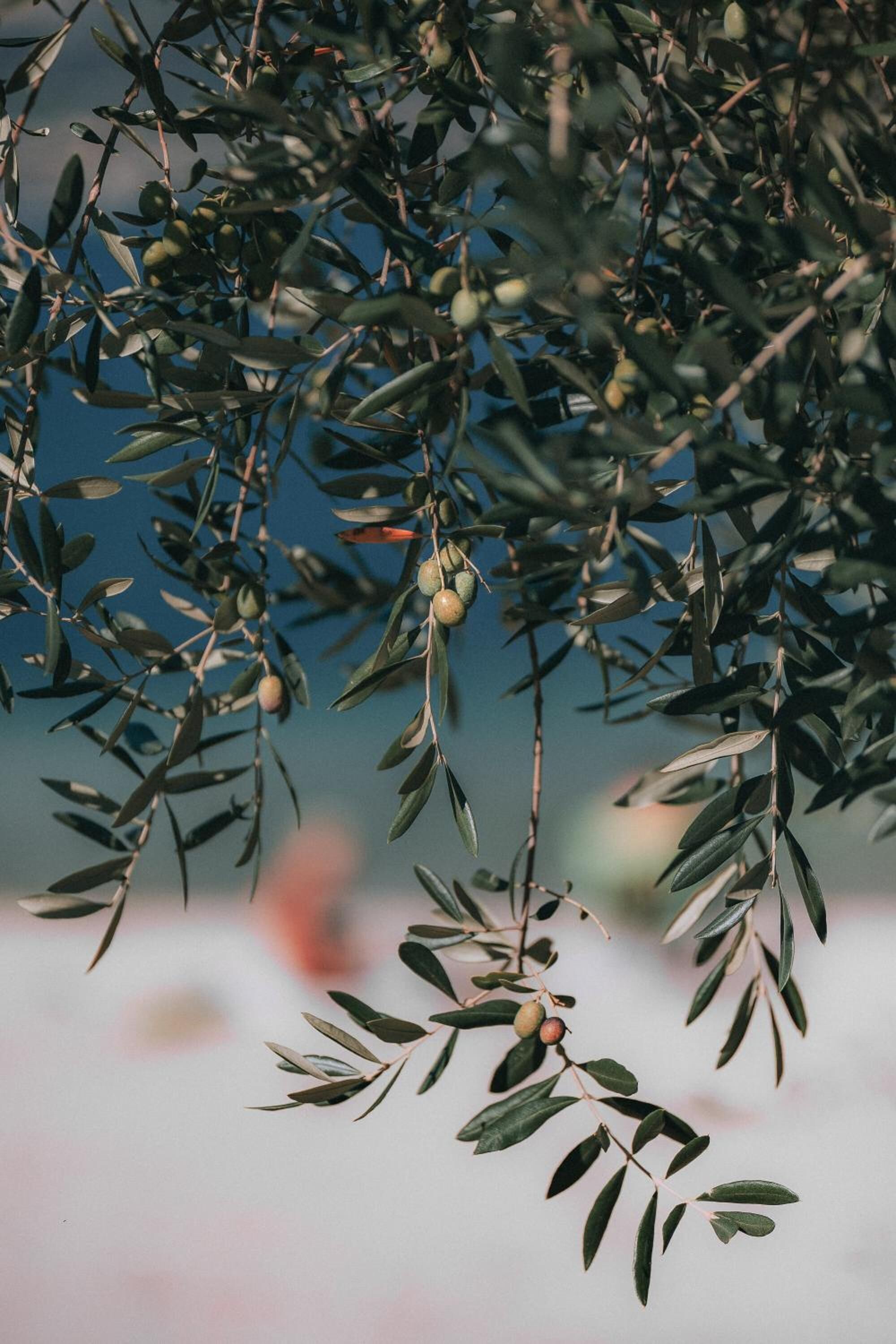 A close-up of olive branches with green leaves and some olives, against a blurred background.