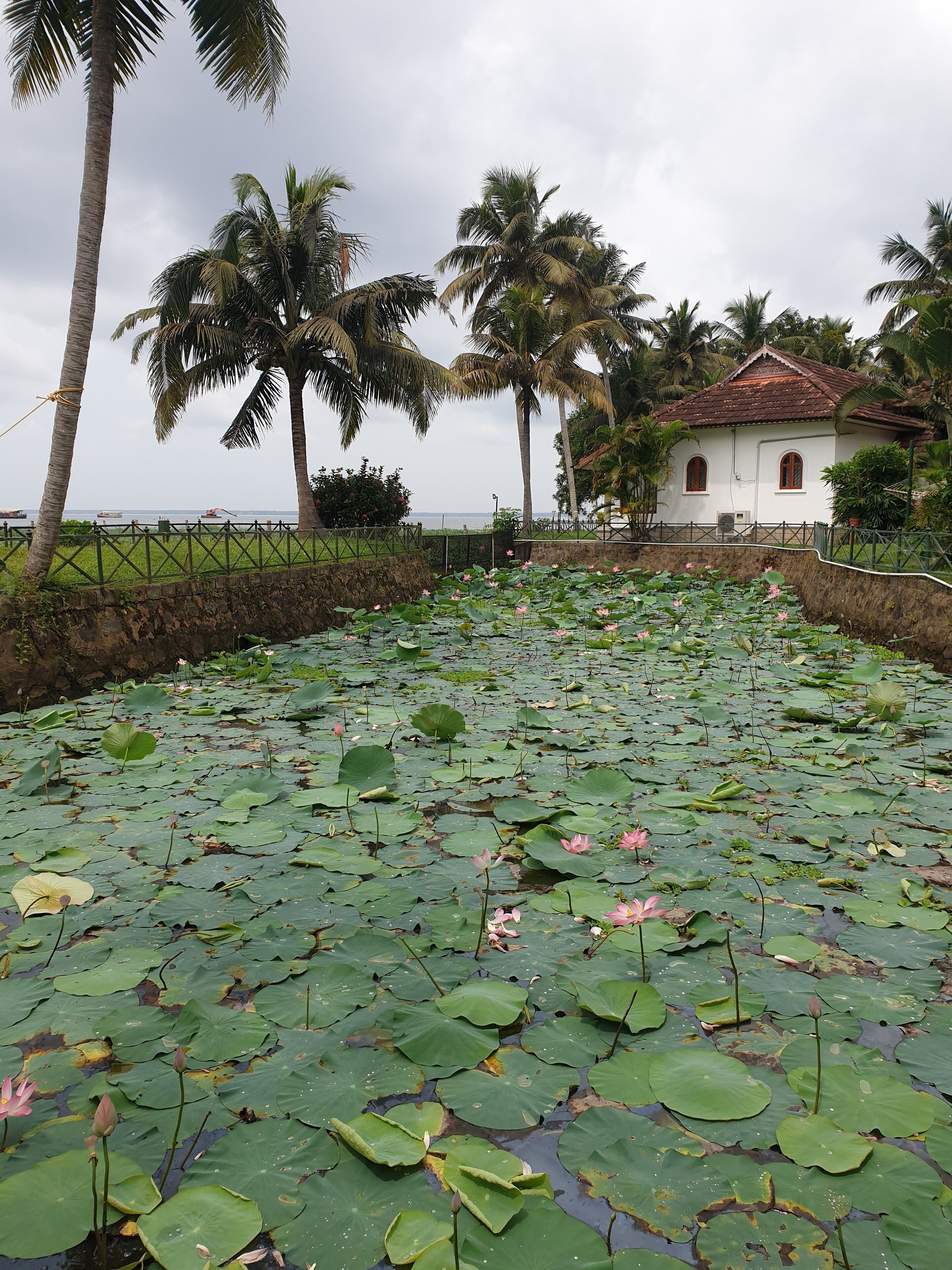 A serene pond with lily pads and lotus flowers, surrounded by palm trees and a white building with a red roof.