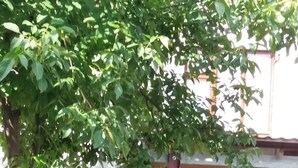 Un jardín con un árbol, una hamaca y una silla blanca.
