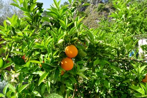 Surrounded by a lush citrus tree and a serene natural landscape, this property offers a peaceful retreat.