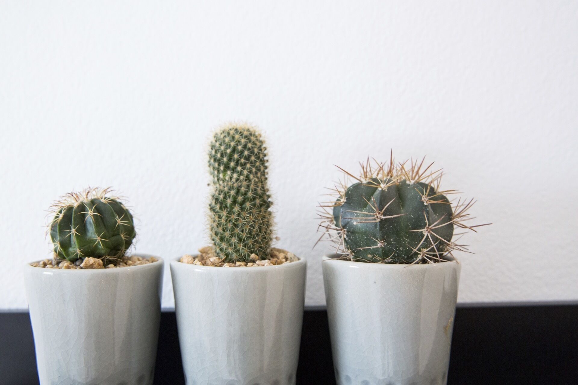 Three potted cacti of varying sizes in white pots against a white wall.