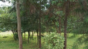 A grassy area with trees and a small bush. - Property is located at kanusin village near Chepeyan pry school,near main roads (Bomet)
