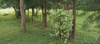 Property is located at kanusin village near Chepeyan pry school,near main roads