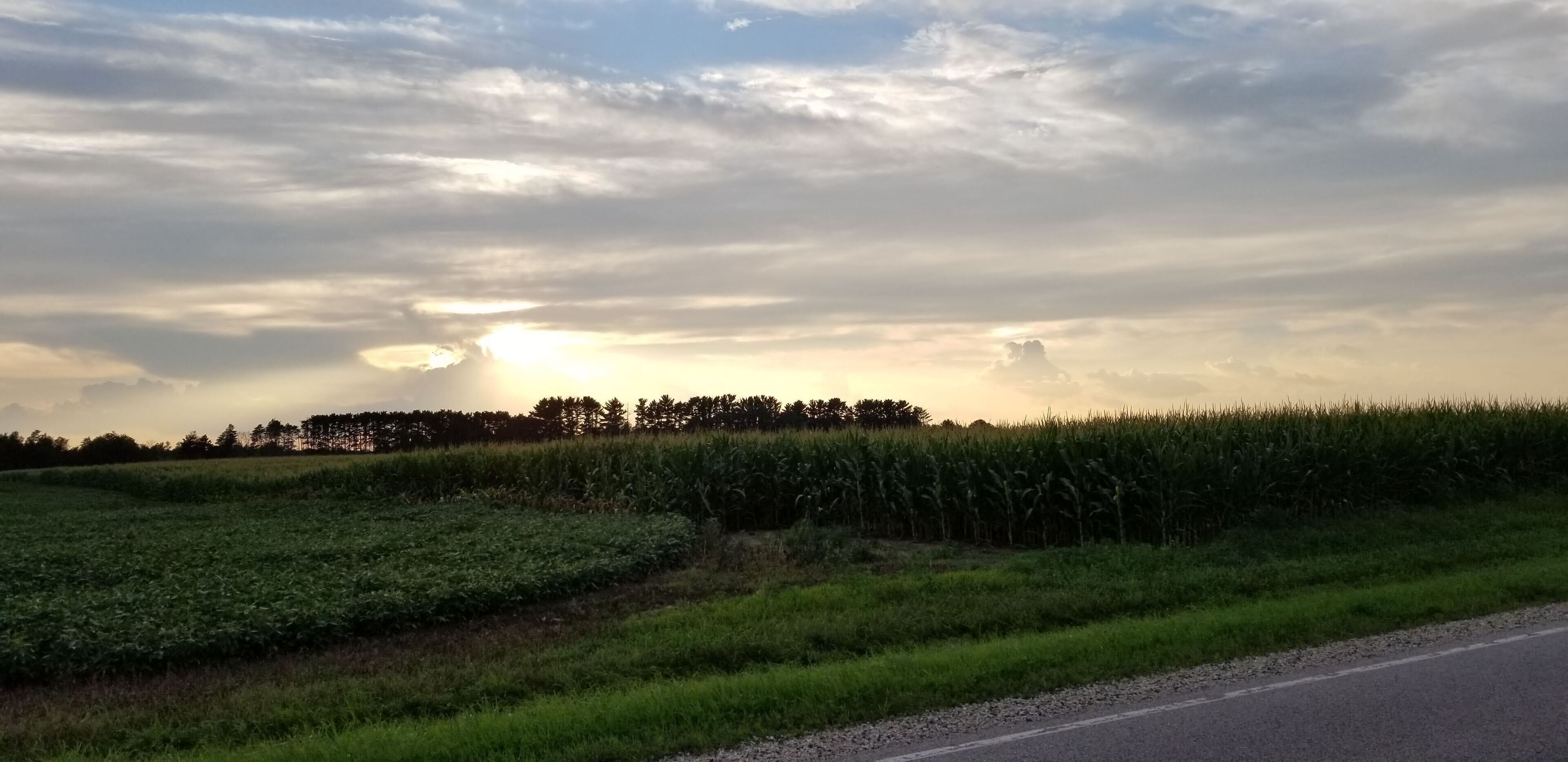 A rural landscape with a road, fields, and a line of trees in the distance.