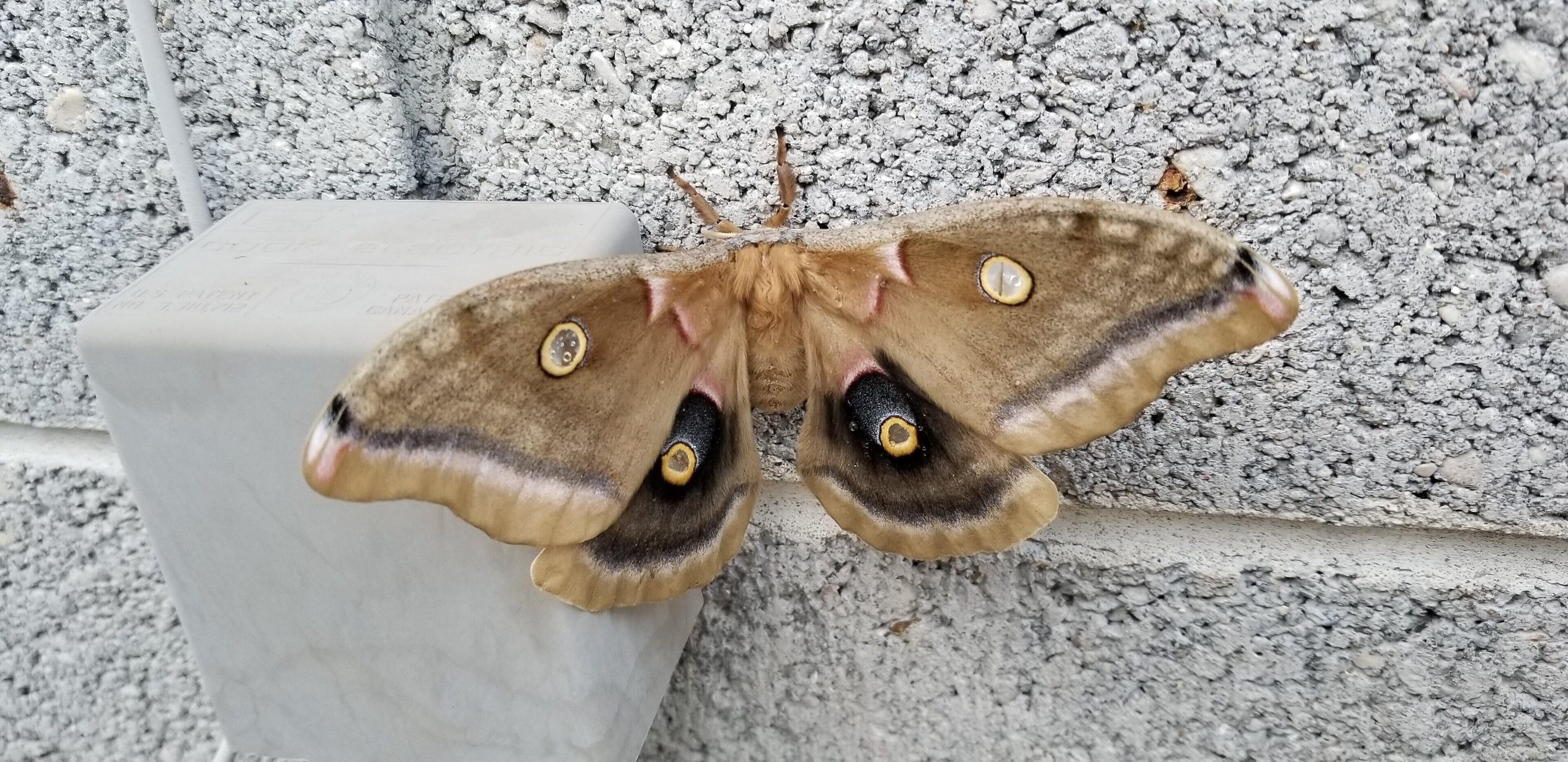 A moth resting on a textured wall.