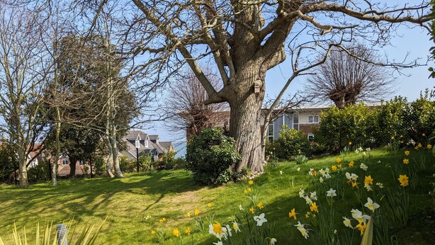 Un quartier résidentiel avec un grand arbre, une pelouse verdoyante et des jonquilles en fleurs.