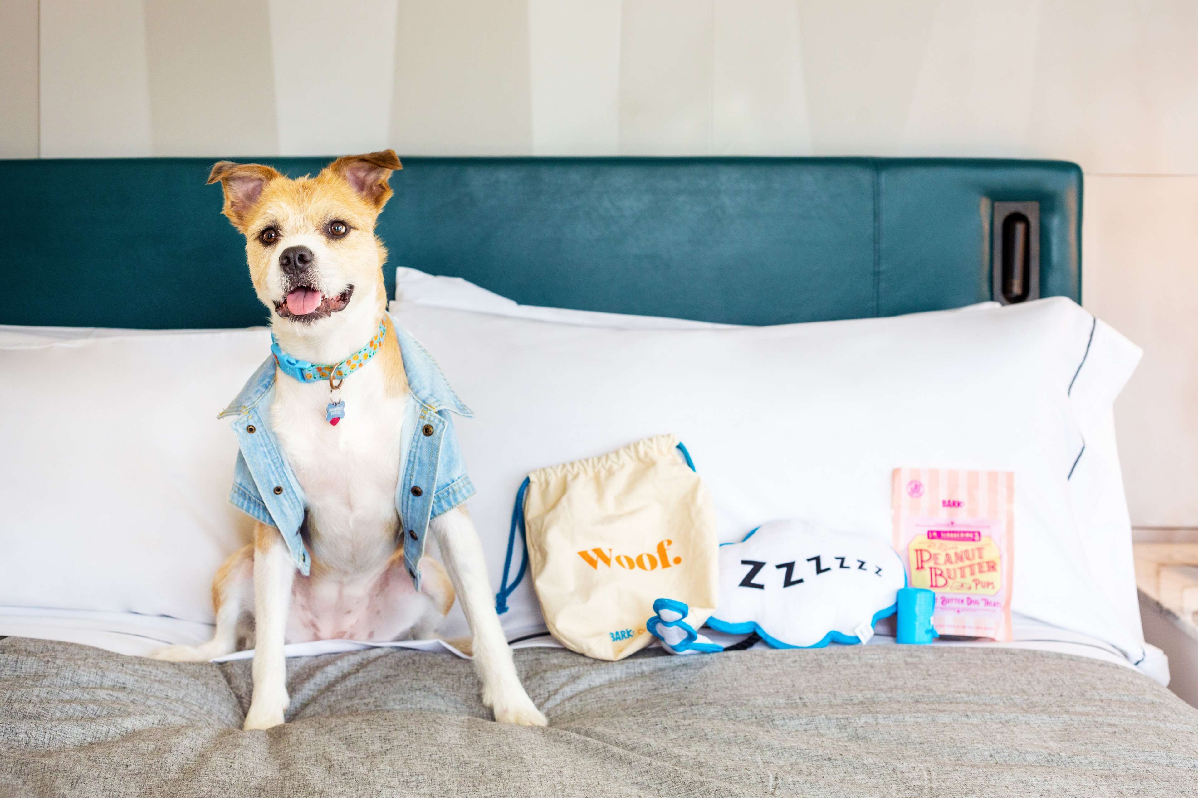 Un perro sentado en una cama, con una chaqueta vaquera, una bolsa con cordón y un libro titulado "Mantequilla de maní, amor y cachorros".