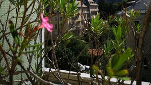 A balcony with green foliage and a pink flower, overlooking a residential area with buildings and mountains in the background. - Central, spacious and comfortable, easy to reach by car or train. (Merano)